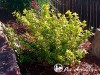 Ožekšnis fortūno ,Canadale Gold' (lot. Euonymus fortunei)
